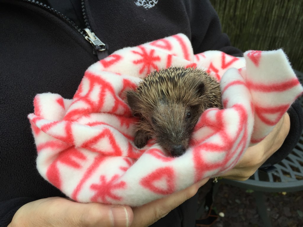 Titch - the Autumn orphan